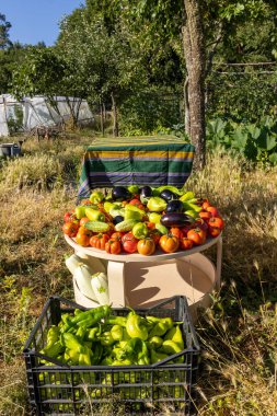 Domates, biber ve patlıcanla dolu bir masa. Masa sebze sandıklarıyla çevrili.