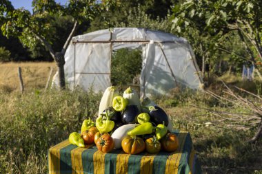Domates, biber ve kabakla dolu bir masa. Masa bir seranın önünde.