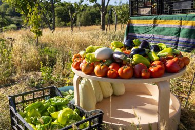 Domates, biber ve kabakla dolu bir masa. Sebzeler sepet ve sandıklarda sergileniyor.