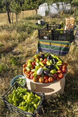 Domates, biber ve kabakla dolu bir masa. Sebzeler sepet ve sandıklarda sergileniyor.