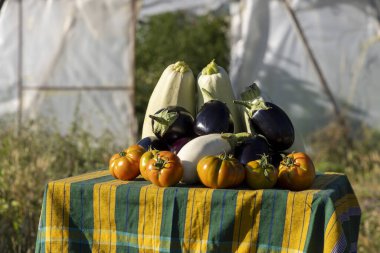Bir masa domates, patlıcan ve kabak gibi çeşitli sebzelerle kaplıdır. Masa örtüsü çizgili ve sebzeler renkli ve davetkar bir şekilde düzenlenmiş.