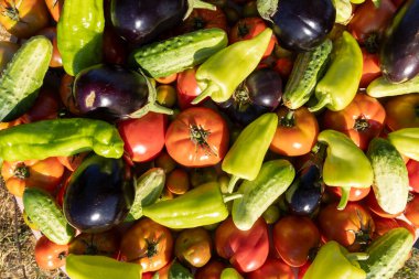 Domates, salatalık ve biber gibi çeşitli sebzeler bir araya toplanır. Bereket ve tazelik kavramı. Sebzeler üst üste yığılmış ve birbirine yakın.