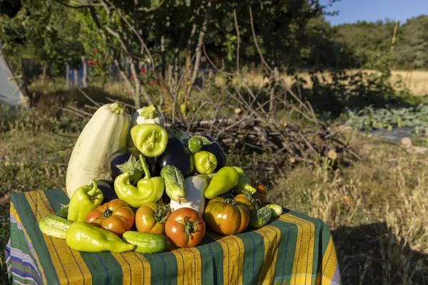 Domates, biber ve kabakla dolu bir masa. Masa yeşil ve sarı çizgili bir masa örtüsü ile bir tarlaya kurulmuş.