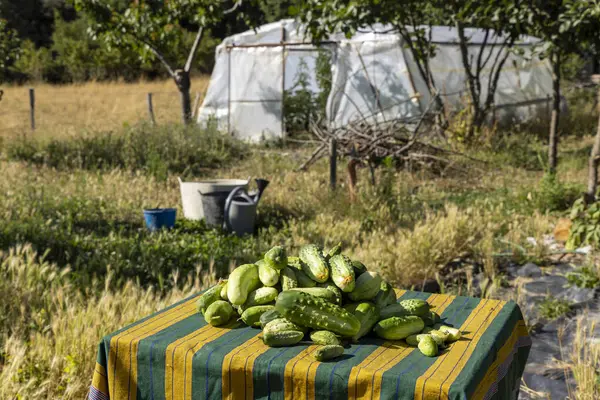 Üstünde salatalık yığını olan bir masa. Salatalıklar yeşildir ve onlardan çok var. Masa yeşil ve sarı çizgili bir kumaşın üzerinde.