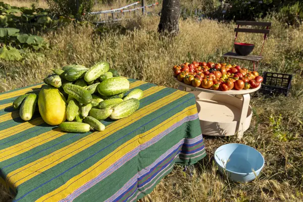 Salatalık, domates ve kabak gibi çeşitli sebze ve meyvelerle dolu bir masa. Masa bir tarlaya kurulmuş, yanında mavi bir kase ve kırmızı bir kase var.