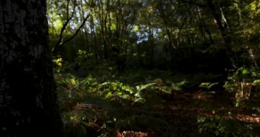 A forest with a lot of trees and a lot of green ferns. The leaves are brown and the sun is shining through the trees