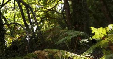 A forest with a lot of trees and a lot of sunlight. The sunlight is shining on the ground and the trees. The vegetation is lush and green.