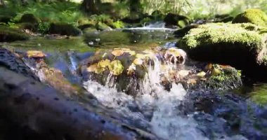 Closeup of a stream of water flows over a rock covered in moss and autumn leaves. The water is clear and the moss is green. Static shot.