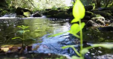 A mountain river flowing through a forest at sunrise with lush green plants in foreground. The sun is shinning on the mossy rocks.
