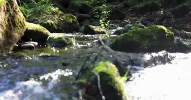 Panning shot of a stream of water flows over a rock covered in moss and autumn leaves. The water is clear and the moss is green. Pan left shot.
