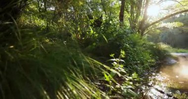 A river of clear water in a bright lush green forest at sunrise with fog. The mist is rising from the surface creating a reflection. Pan right shot.