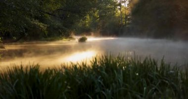 A misty forest with a stream of water. The orange sun is shining through the trees with a bright red and orange colorful atmosphere. Static shot.