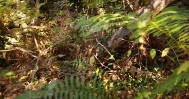 A stone wall with ivy growing on it. The ivy is covering the wall and the stone is covered in moss. The wall is old and has a sense of abandonment.