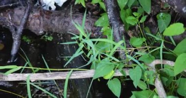 An American mink is sitting on a rock in a river. The mink jumps in the water and swims away.