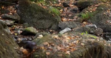 An American mink is standing and running on rocks forest near a stream. The rocks are covered in moss and leaves.