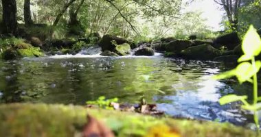 A mountain river flowing through a forest at sunrise with lush green plants in foreground. The sun is shinning on the mossy rocks.