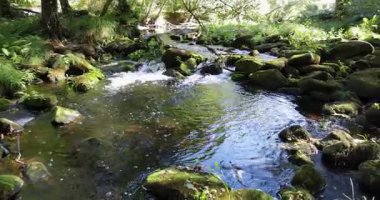 Tilt up shot of a stream of water flows over a rock covered in moss and autumn leaves. The water is clear and the moss is green. Tilt down shot.