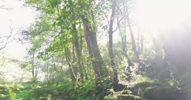 A brook is flowing in a green bright forest with trees. The water is clear and the forest is bright. The scene is peaceful and serene.