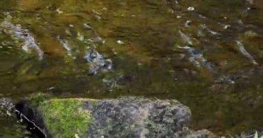 A rock is floating in a body of water. The water is murky and green. The rock is covered in moss. Energetic shot.