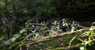 A river flows through a green lush forest, with trees on either side. There is a fallen tree in the water. Pan right shot.