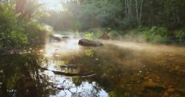 A stream of clear water in a bright lush green forest at sunrise with fog. The mist is rising from the surface creating a reflection. Tilt up.