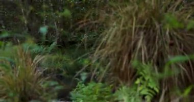 A river with a stone bridge in a bright lush forest at sunrise with fog. The mist is rising from the surface creating a reflection. Pan left shot.