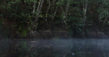 A misty forest with a river running through it. The water is calm and the trees are lush and green. Pan right shot.