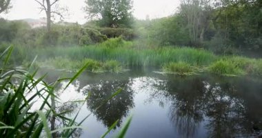 A pond with a lot of plants and trees surrounding it. The water is still and calm. The sky is cloudy and the air is misty