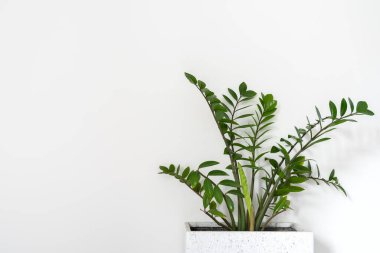 Beyaz arkaplanda yeşil Zamioculcas yaprakları