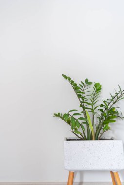 Beyaz arkaplanda yeşil Zamioculcas yaprakları