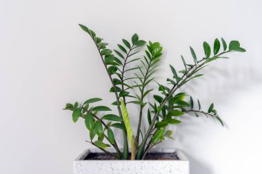 Beyaz arkaplanda yeşil Zamioculcas yaprakları