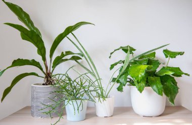 Ev bahçesinin iç kısmının bileşimi