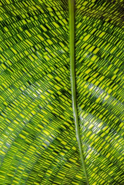 Yeşil Yaprak Deseni ayrıntıları