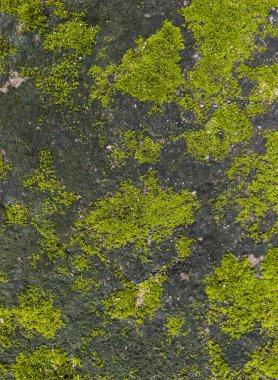 Beton zeminde yeşil yosun