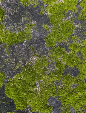 Beton zeminde yeşil yosun