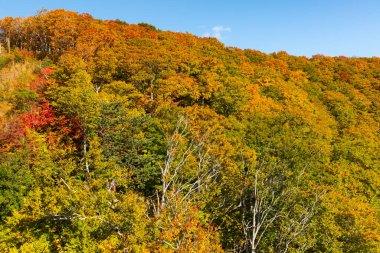 Japonya 'da sonbahar yaprağı mevsimi