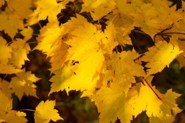 Japonya 'da sonbahar yaprağı mevsimi