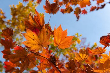 Japonya 'da sonbahar yaprağı mevsimi