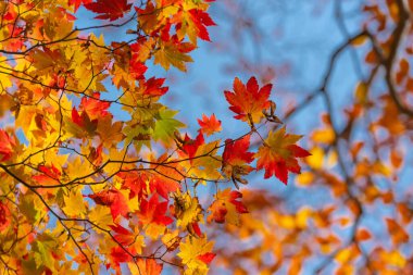 Japonya 'da sonbahar yaprağı mevsimi