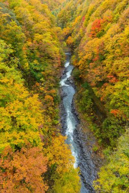 Japonya 'da sonbahar yaprağı mevsimi