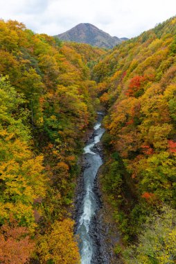 Japonya 'da sonbahar yaprağı mevsimi