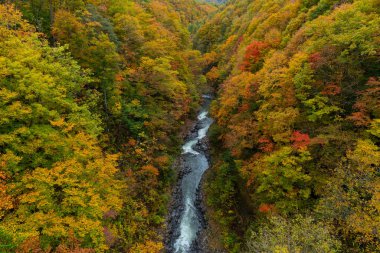 Japonya 'da sonbahar yaprağı mevsimi