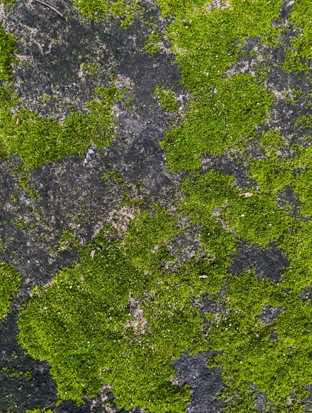 Zielony Mech Cementowej Podłodze — Zdjęcie stockowe