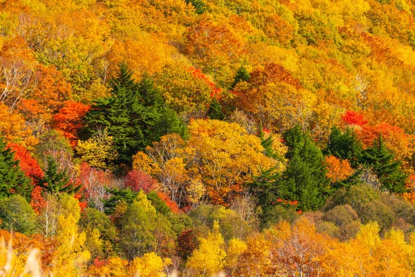 Сезон Листків Осені Японії — стокове фото