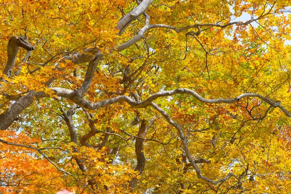 Сезон Осенних Листьев Японии — стоковое фото
