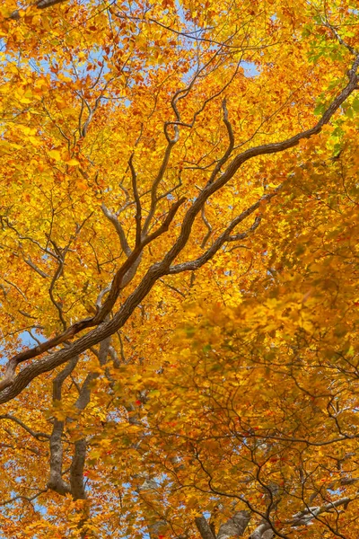 Høstens Bladsesong Japan – stockfoto