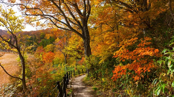 Stock image Autumn leaf season in Japan