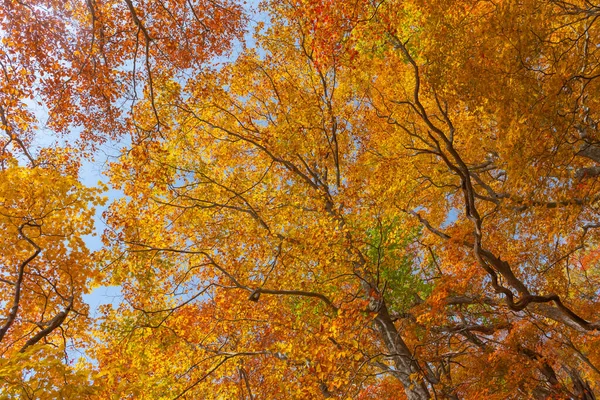 Сезон Осенних Листьев Японии — стоковое фото