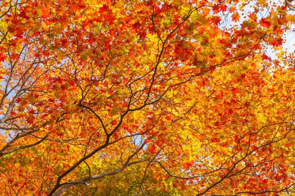 Podzimní Období Listů Japonsku — Stock fotografie