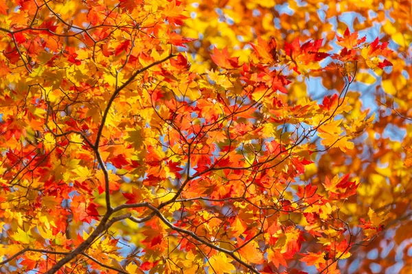 Сезон Листків Осені Японії — стокове фото